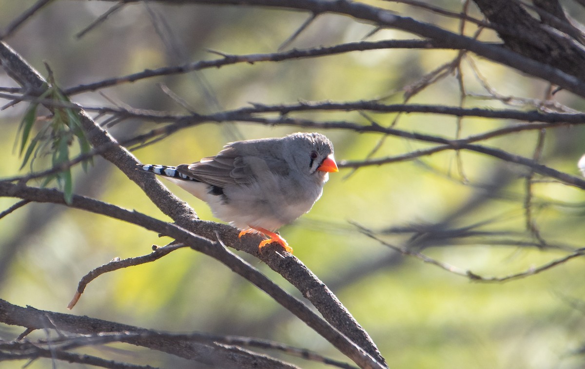 Zebra Finch - ML621805526