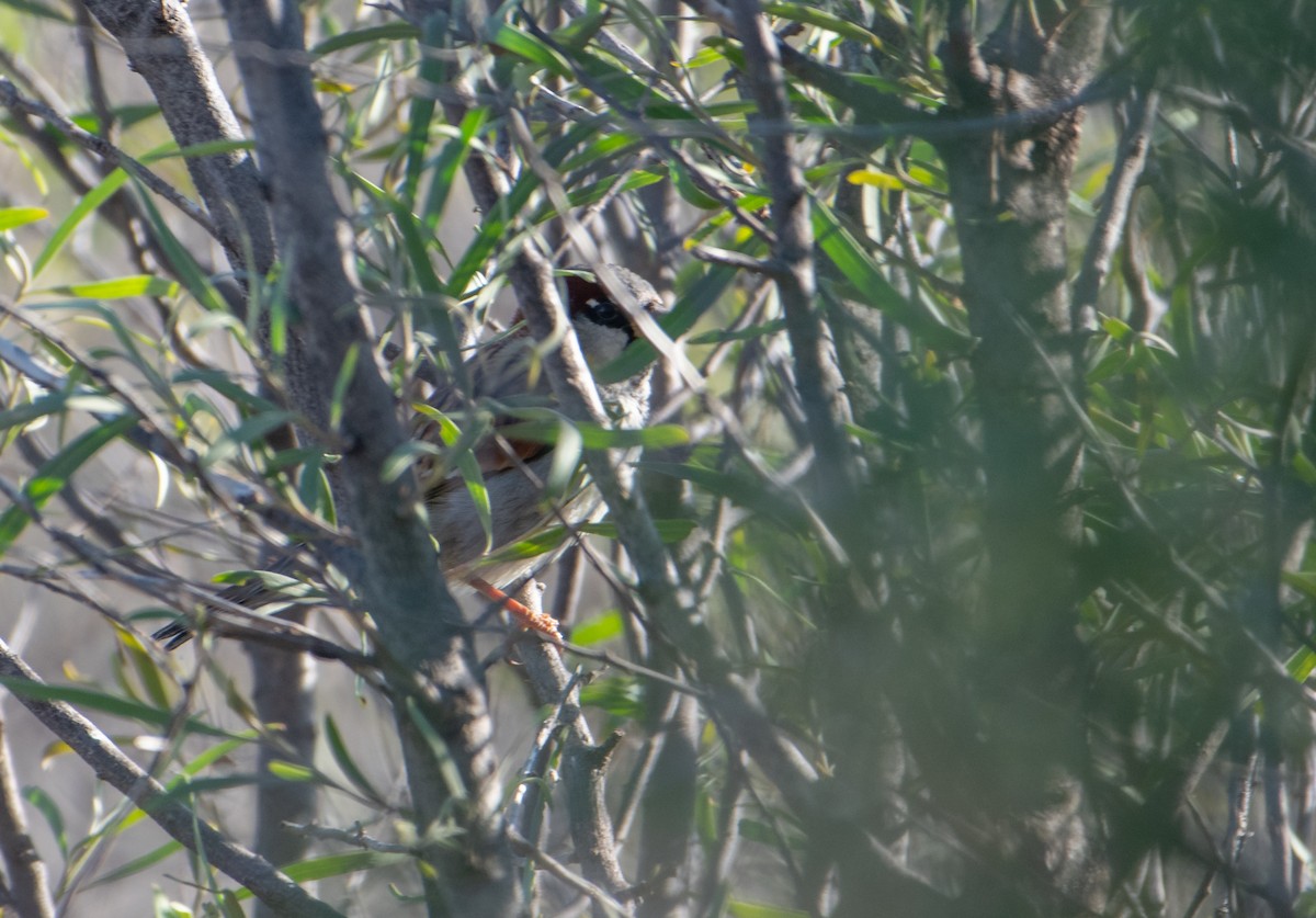 House Sparrow - ML621805527