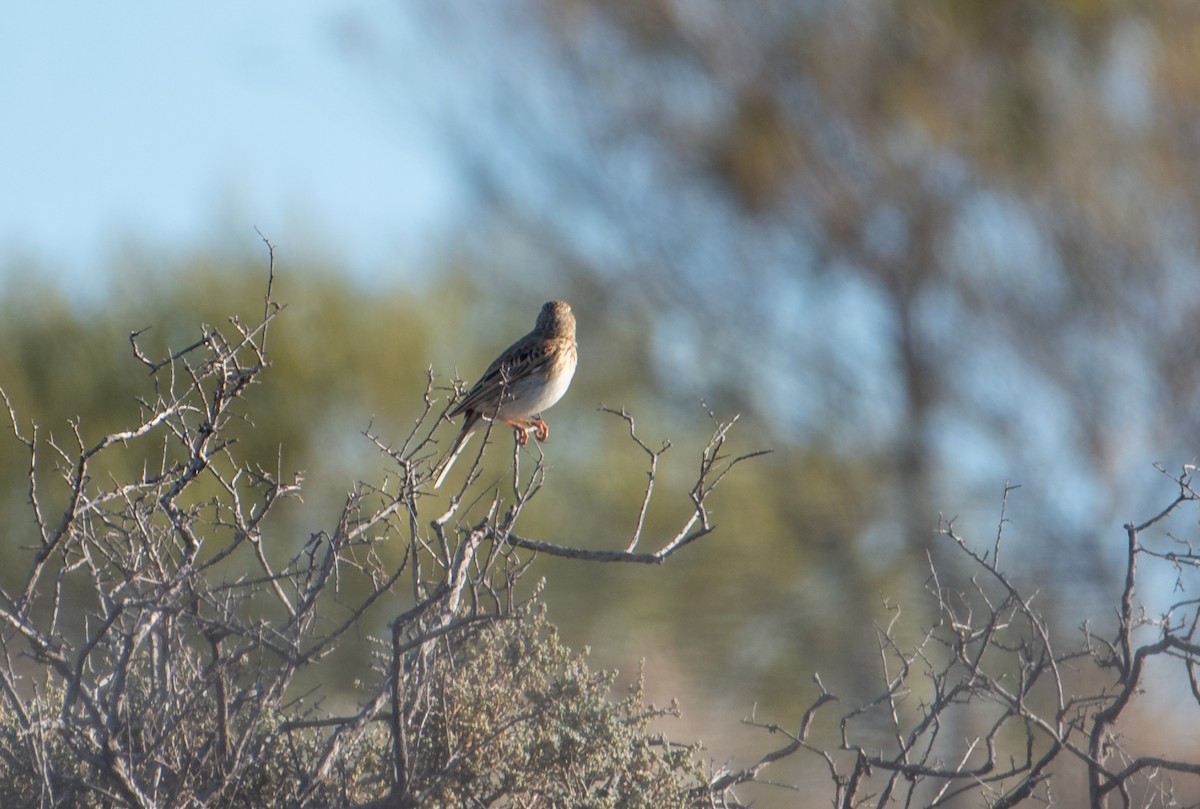 Australian Pipit - ML621805529