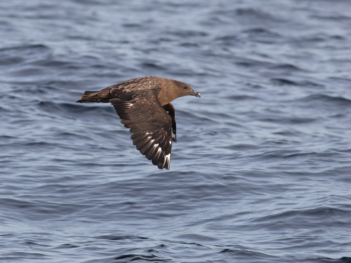 Brown Skua (Subantarctic) - ML621805539