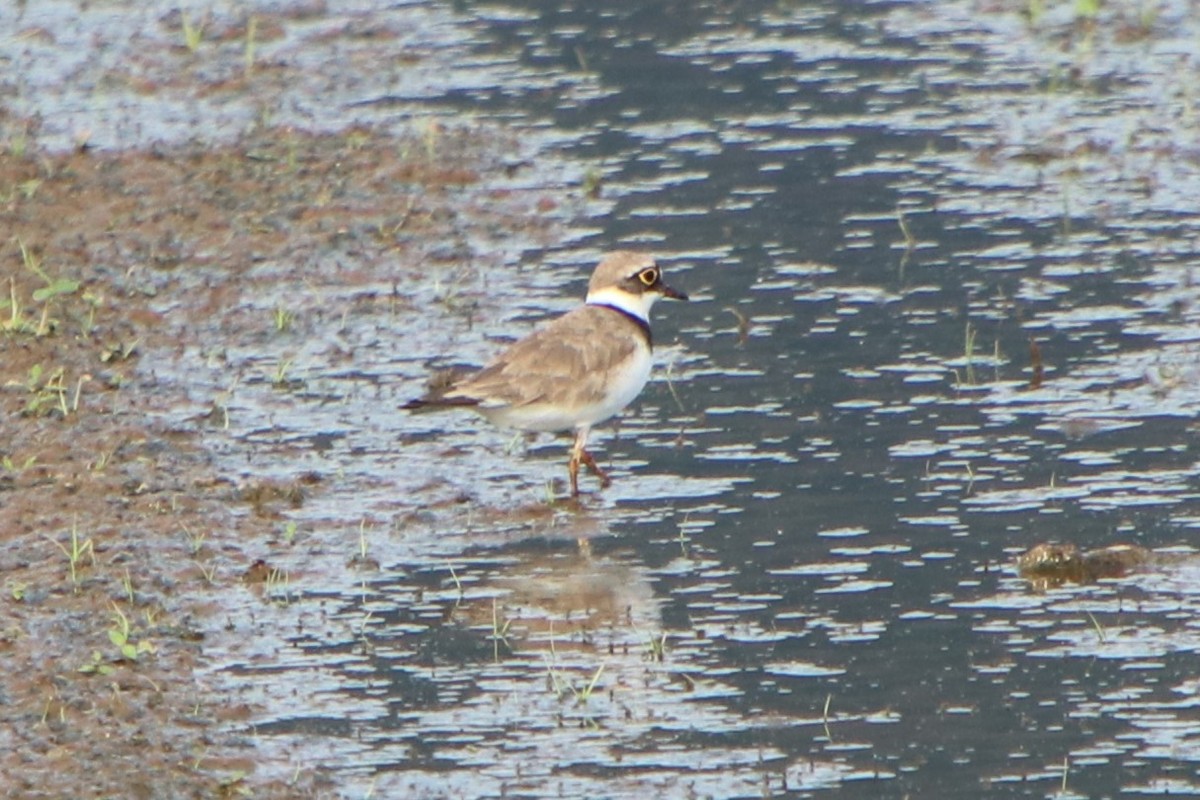 Little Ringed Plover (curonicus) - ML621805554