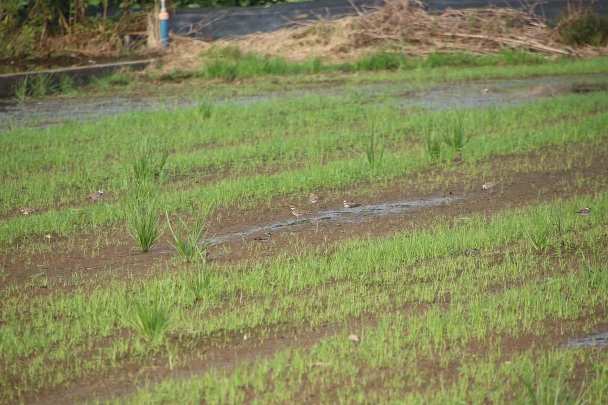 Little Ringed Plover (curonicus) - ML621805555