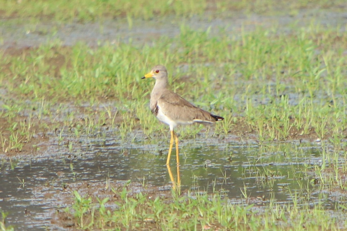 Gray-headed Lapwing - ML621805567