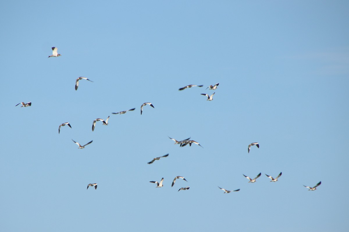 Gray-headed Lapwing - ML621805568