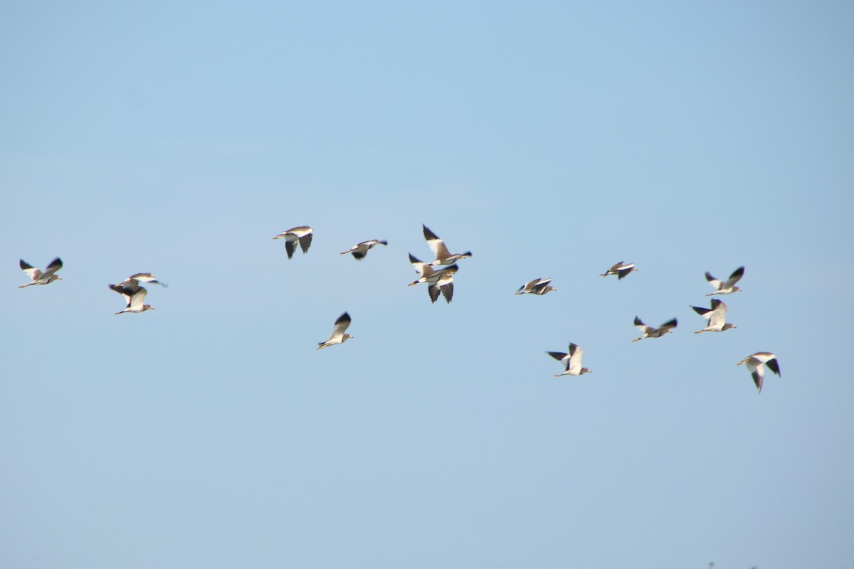 Gray-headed Lapwing - ML621805569