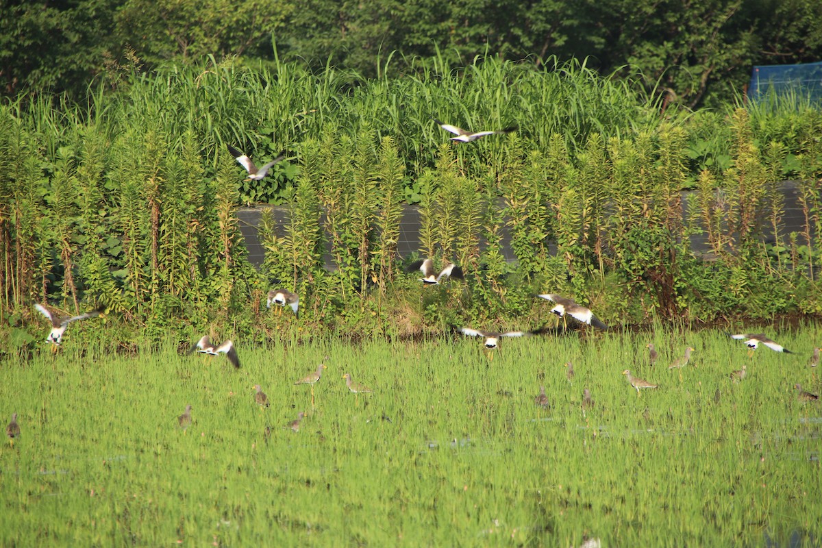 Gray-headed Lapwing - ML621805571