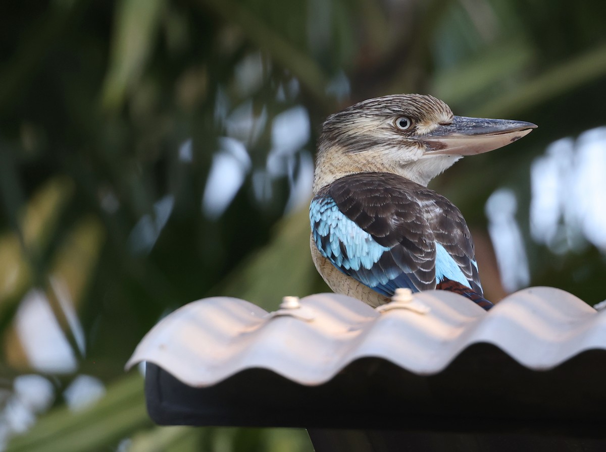 Blue-winged Kookaburra - ML621805614