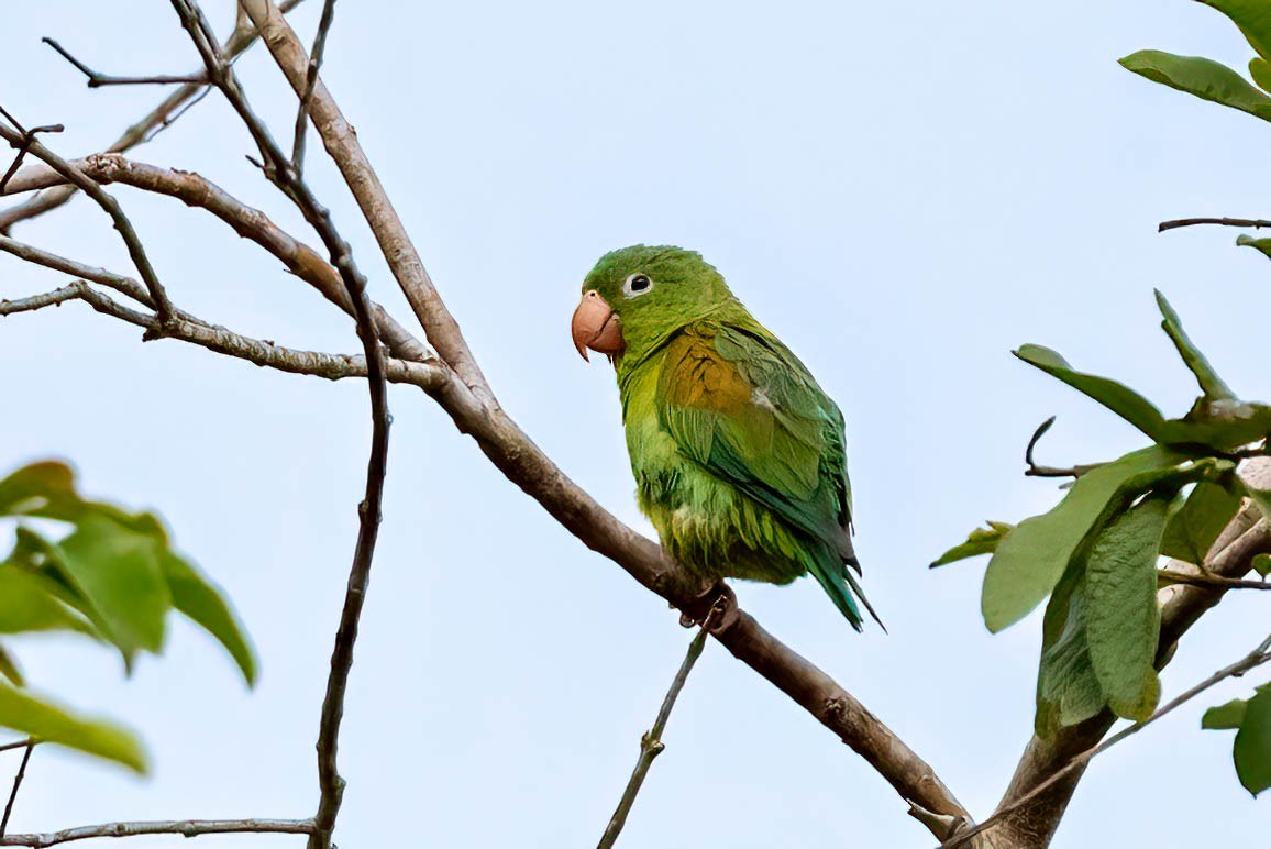 Orange-chinned Parakeet - ML621805641