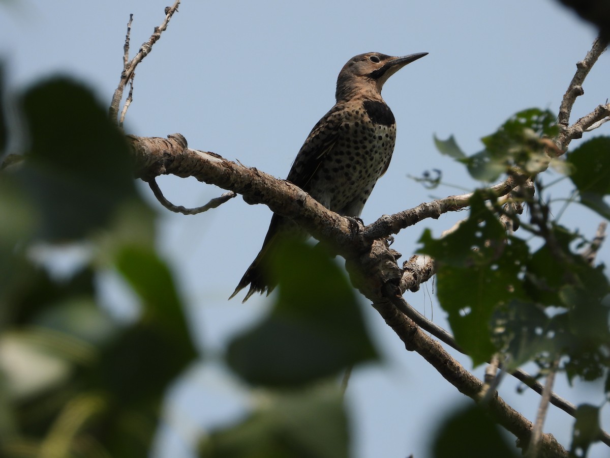 Northern Flicker - ML621805648