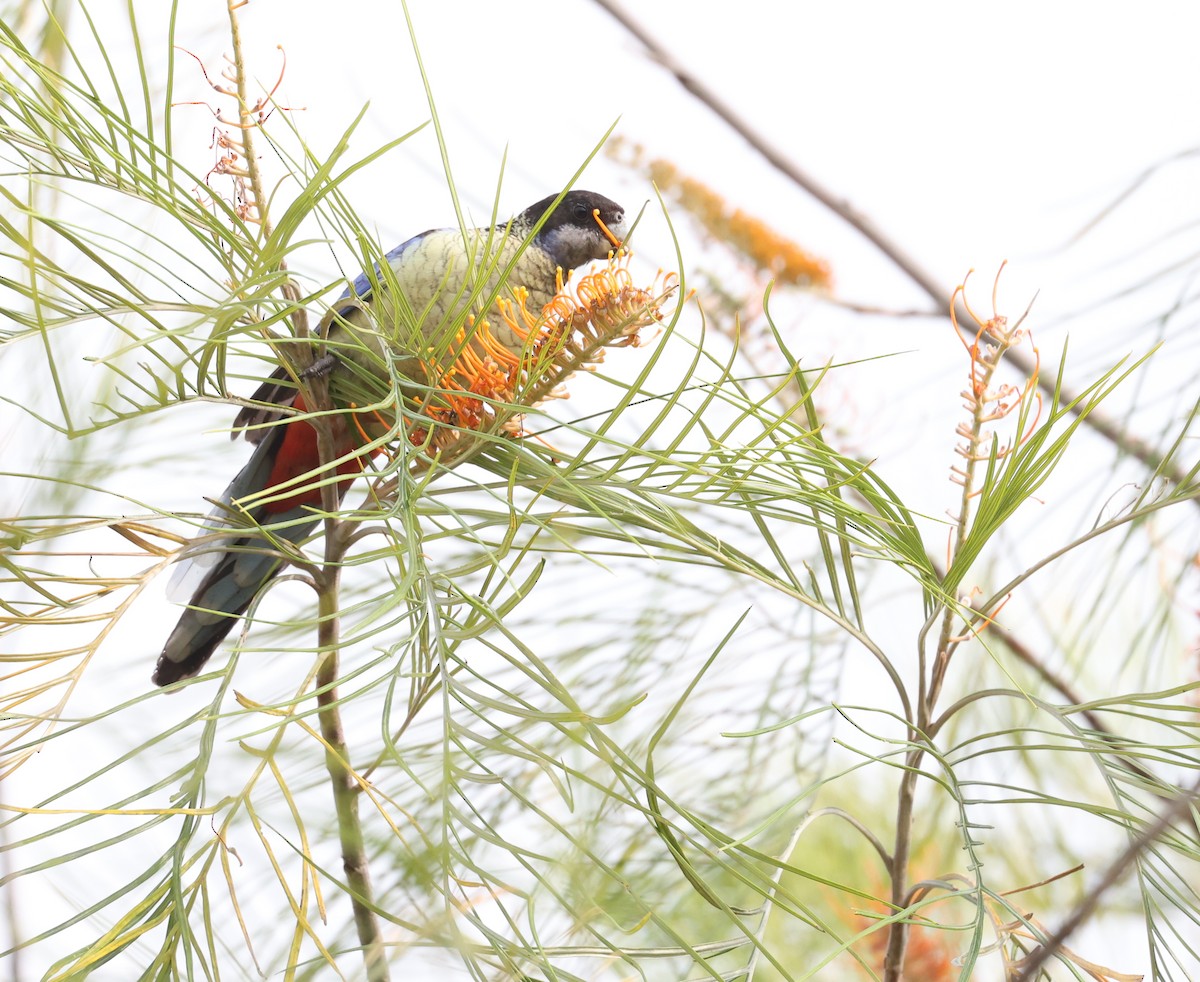 Northern Rosella - ML621805659