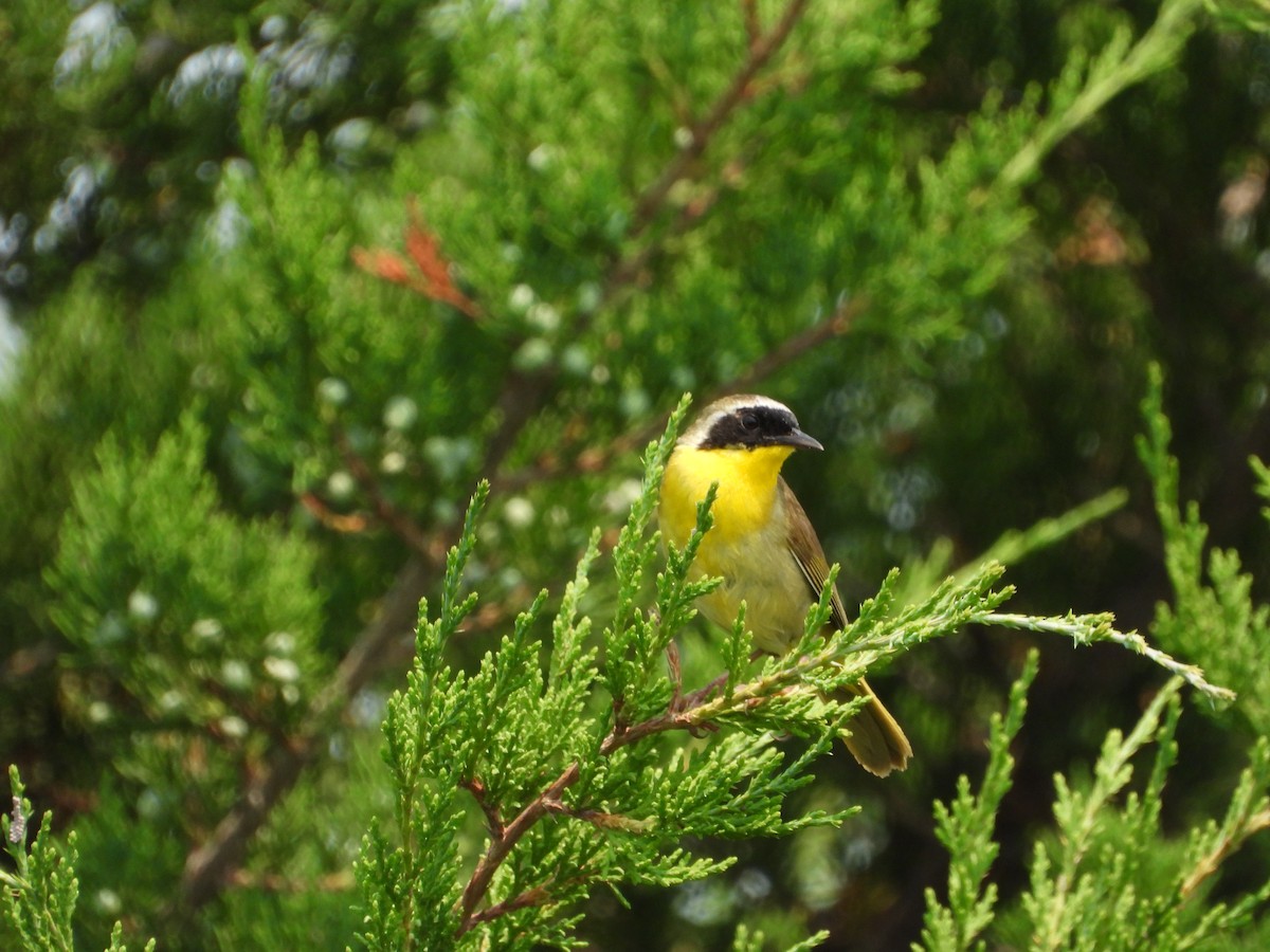 Common Yellowthroat - ML621805660