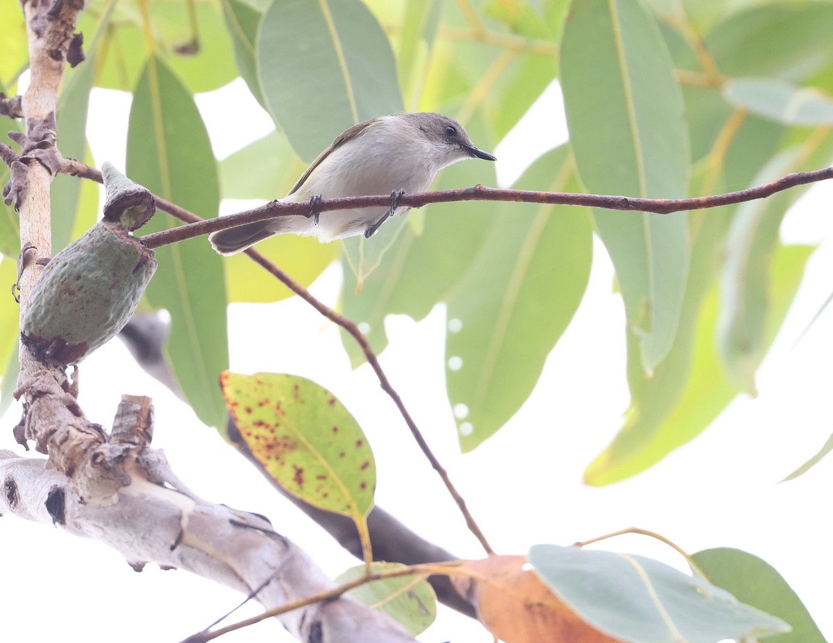 Green-backed Gerygone - ML621805666