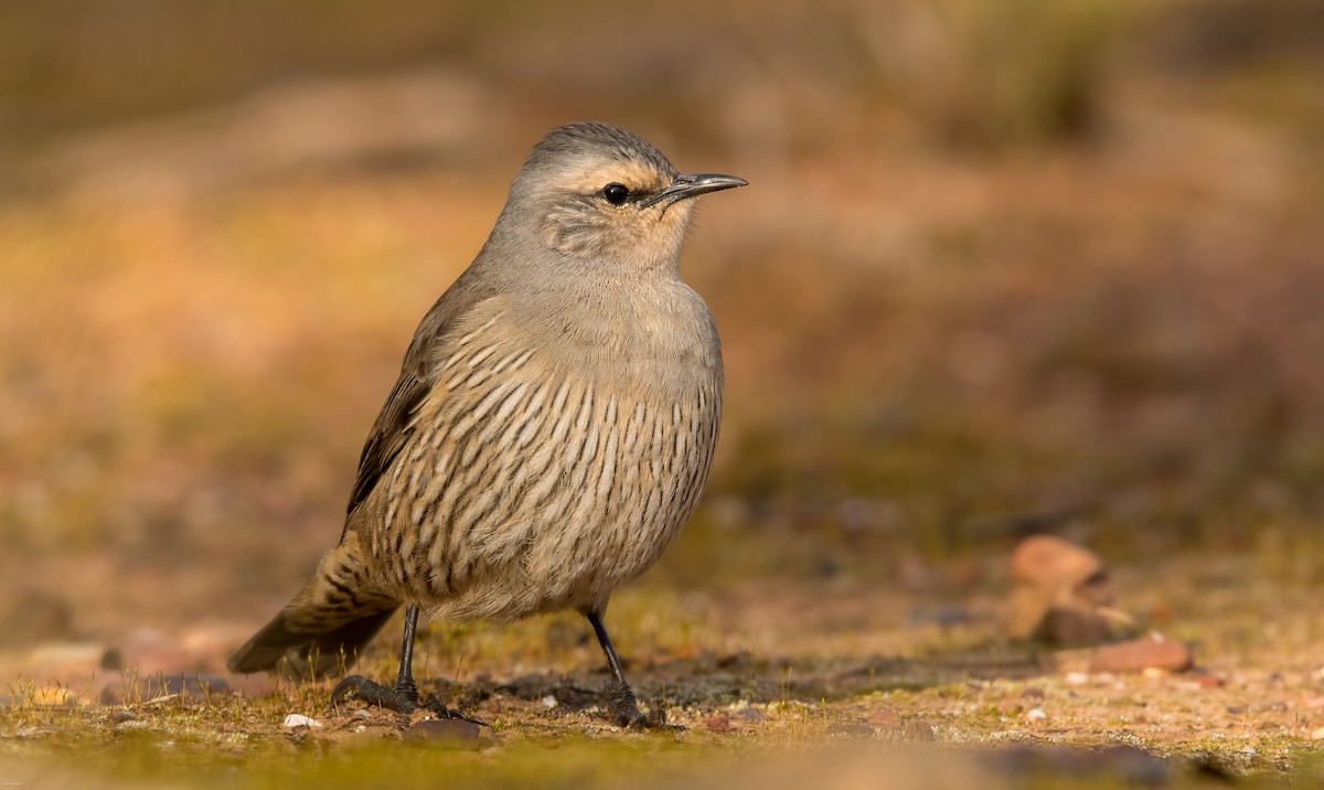 Brown Treecreeper - ML621805669