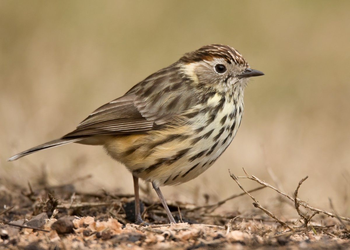 Speckled Warbler - ML621805675