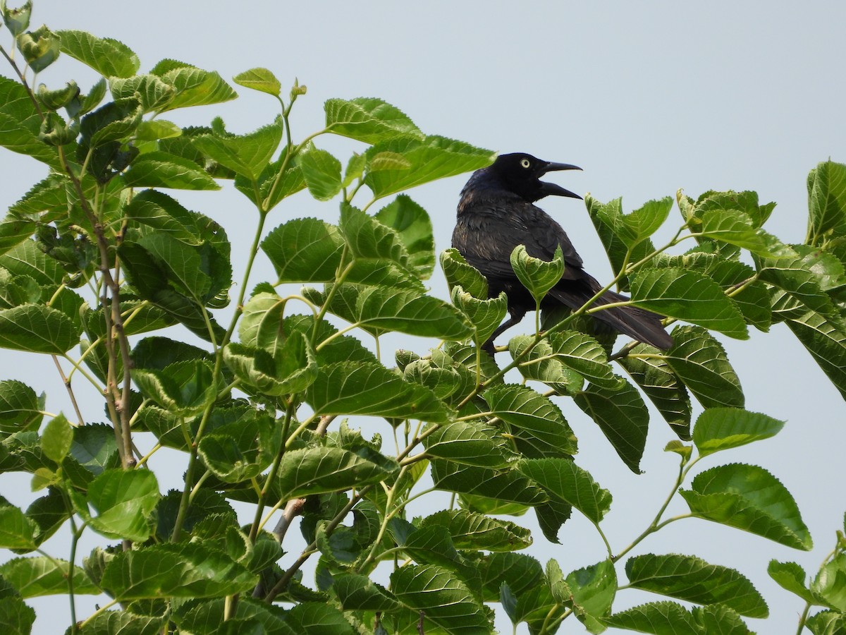 Common Grackle - ML621805678