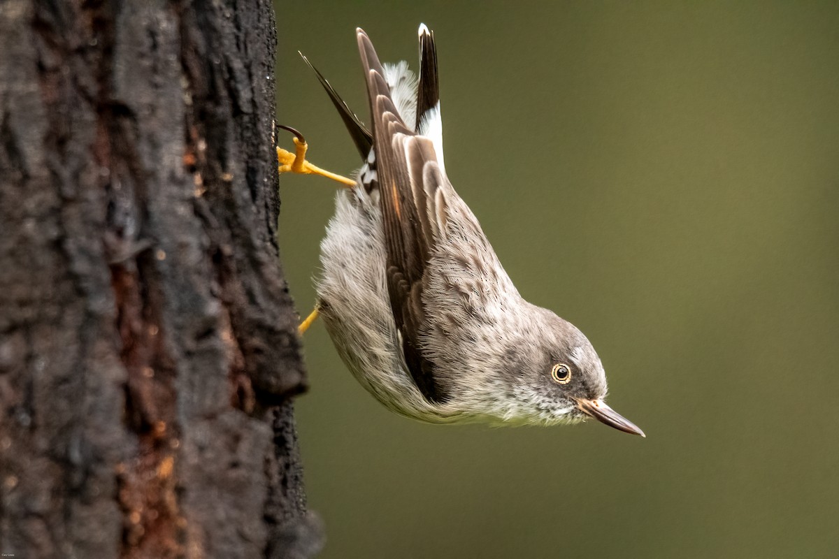 Varied Sittella - ML621805680