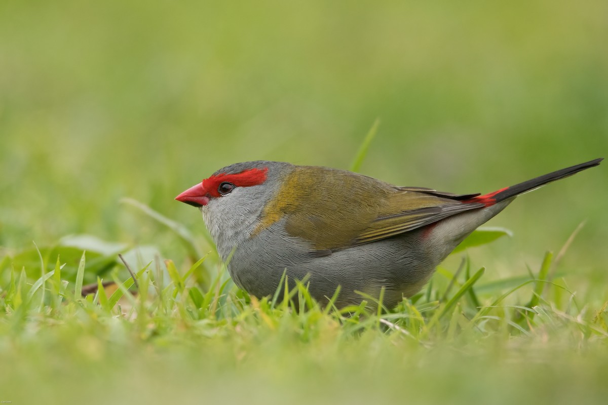 Red-browed Firetail - ML621805694