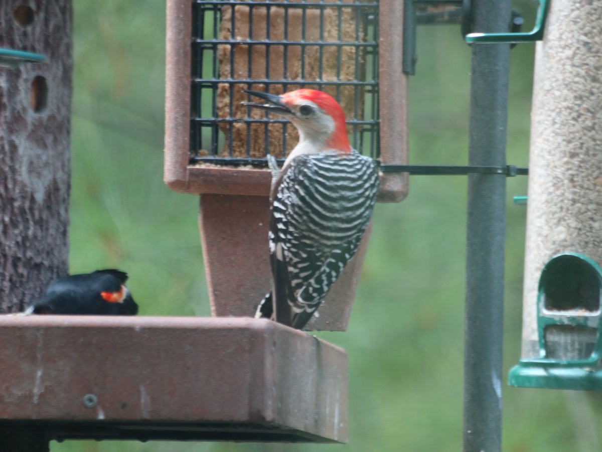 Red-bellied Woodpecker - ML621805702