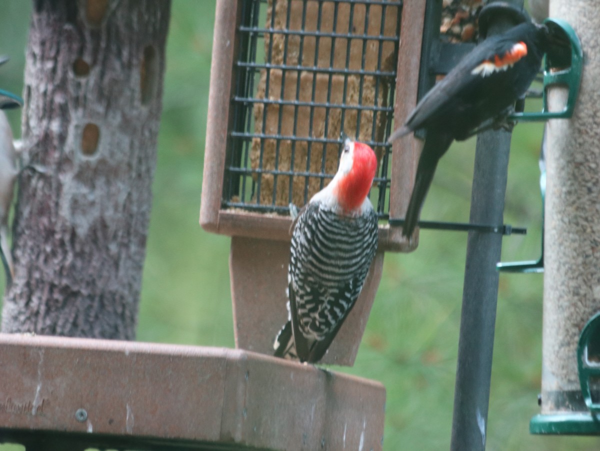 Red-bellied Woodpecker - ML621805703