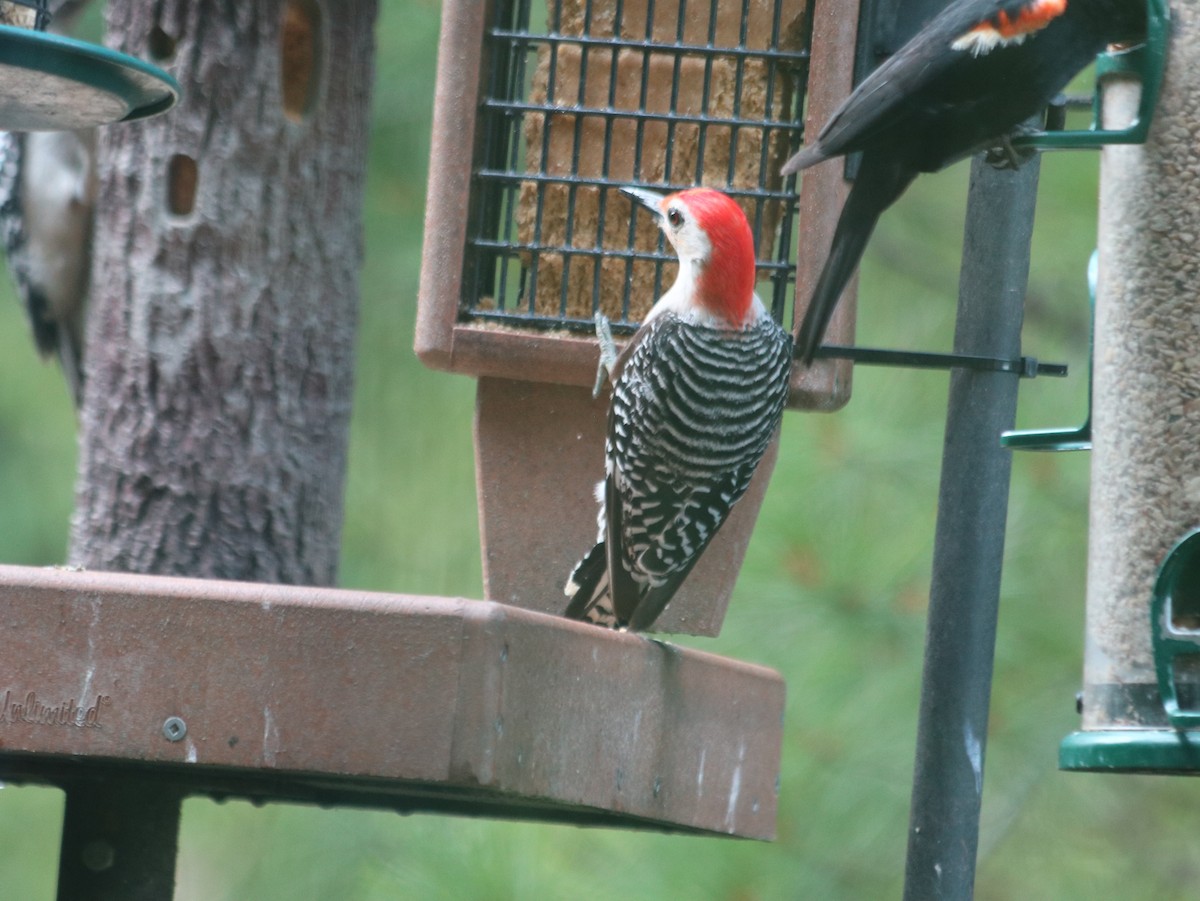 Red-bellied Woodpecker - ML621805704