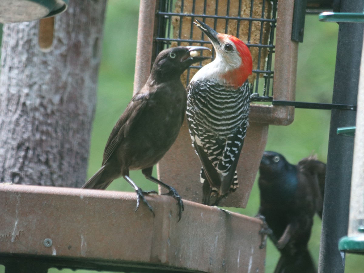 Red-bellied Woodpecker - ML621805705