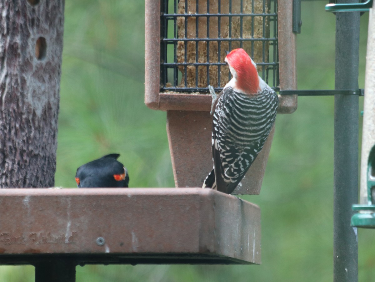 Red-bellied Woodpecker - ML621805706