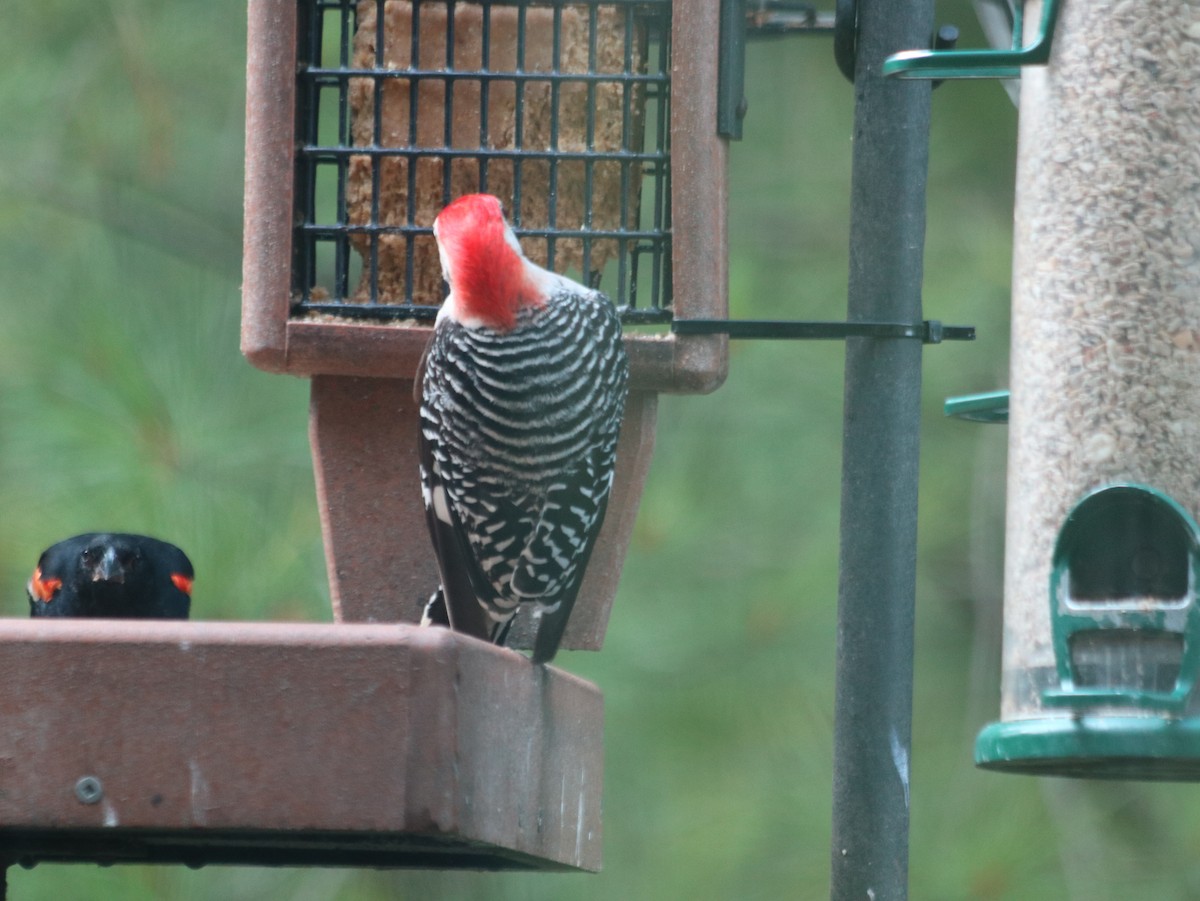 Red-bellied Woodpecker - ML621805707