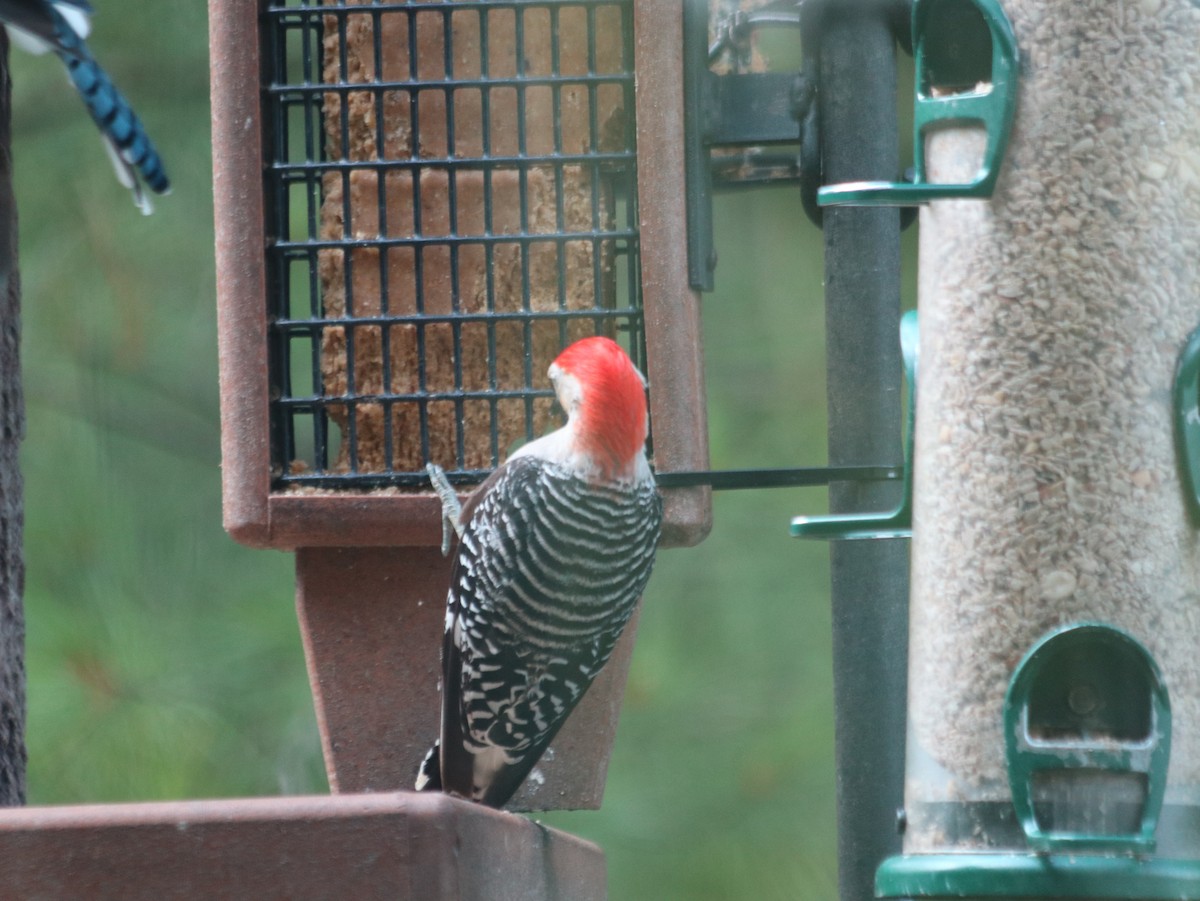 Red-bellied Woodpecker - ML621805708