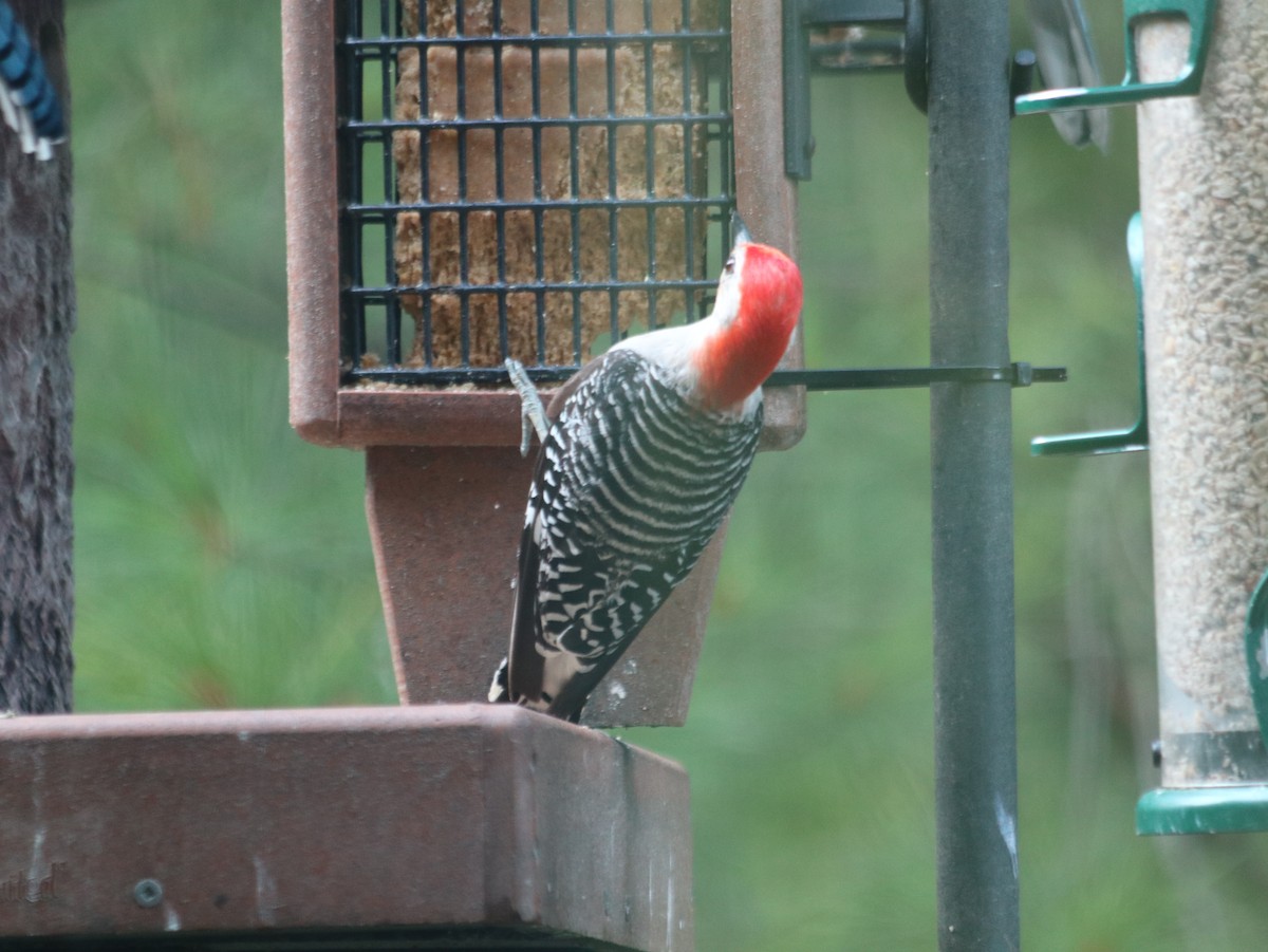 Red-bellied Woodpecker - ML621805709