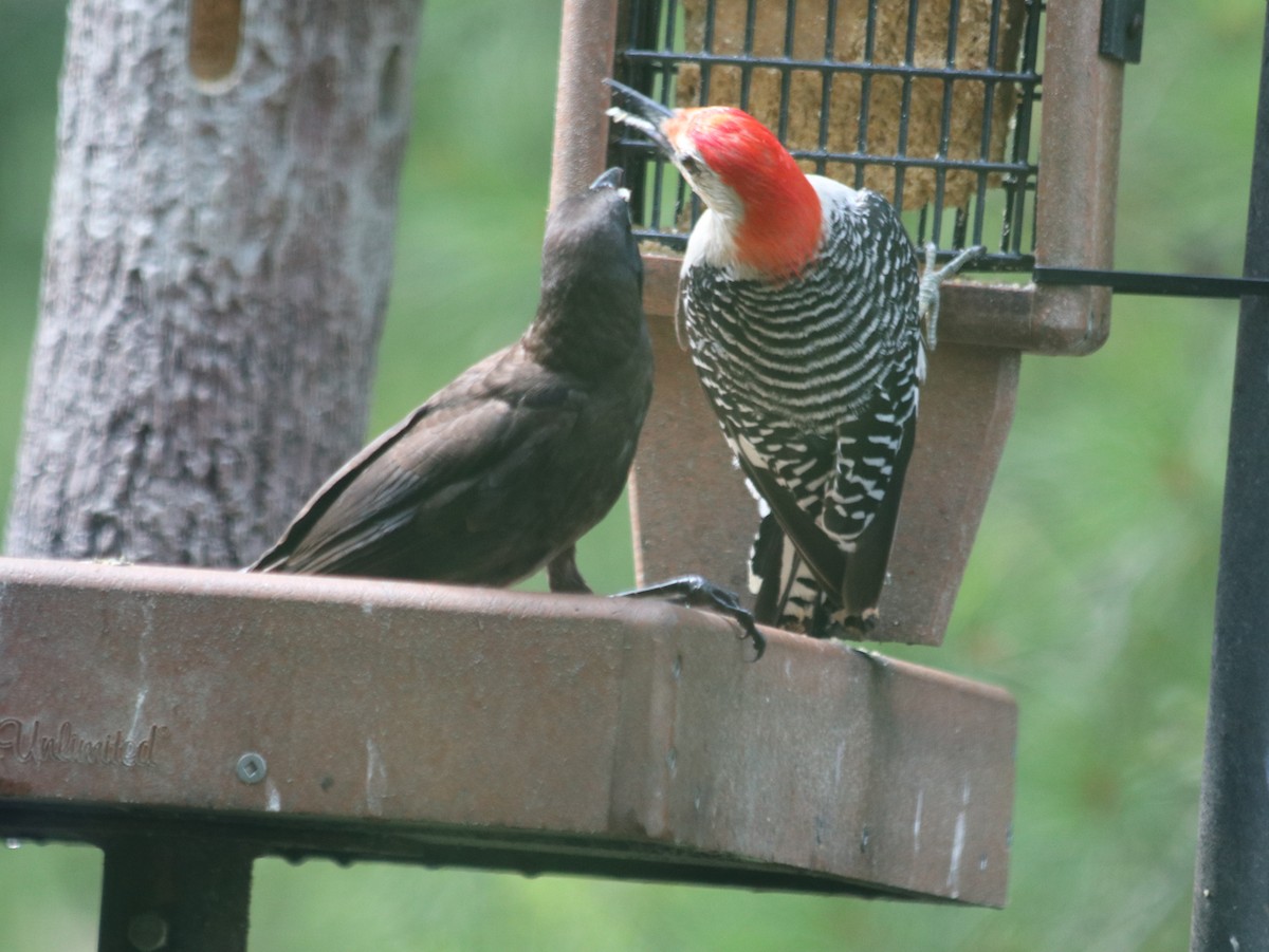 Red-bellied Woodpecker - ML621805710