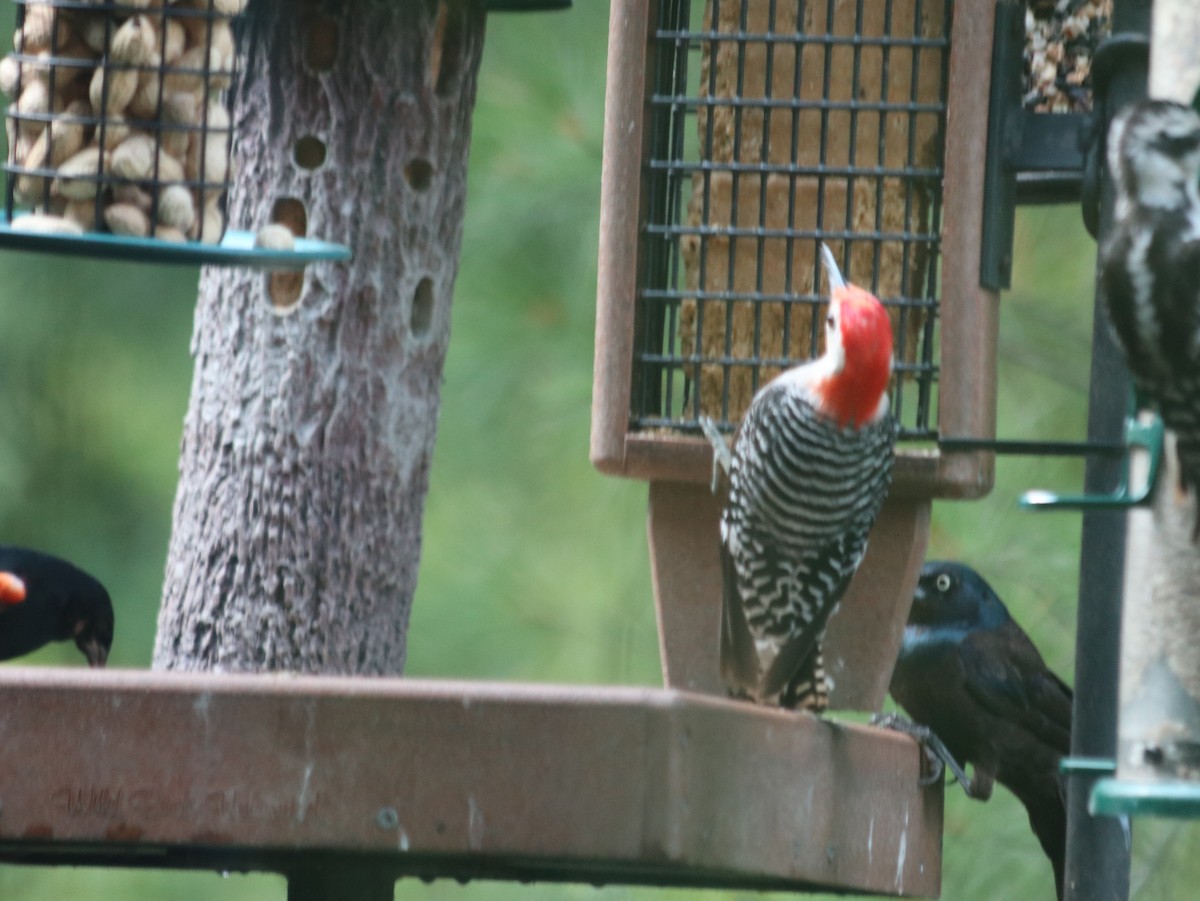 Red-bellied Woodpecker - ML621805711