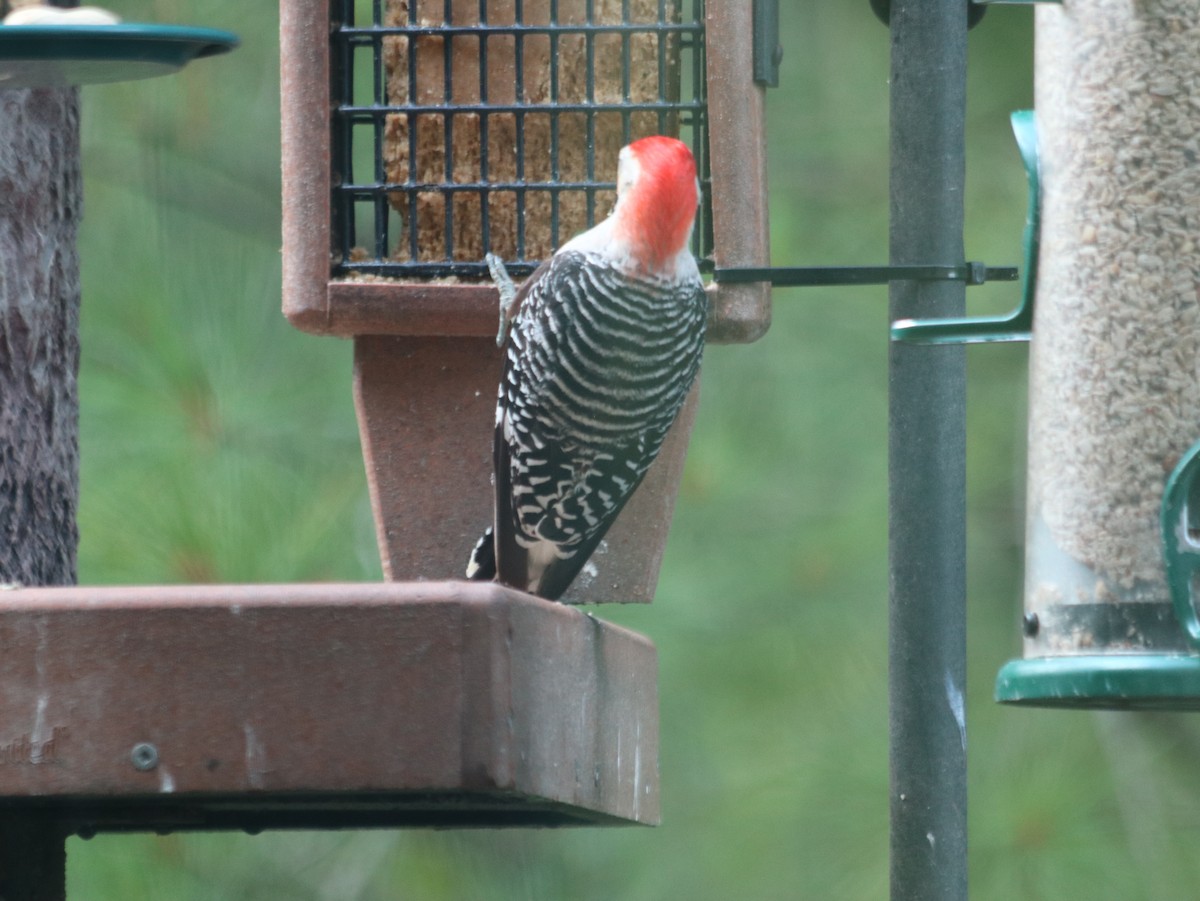 Red-bellied Woodpecker - ML621805712