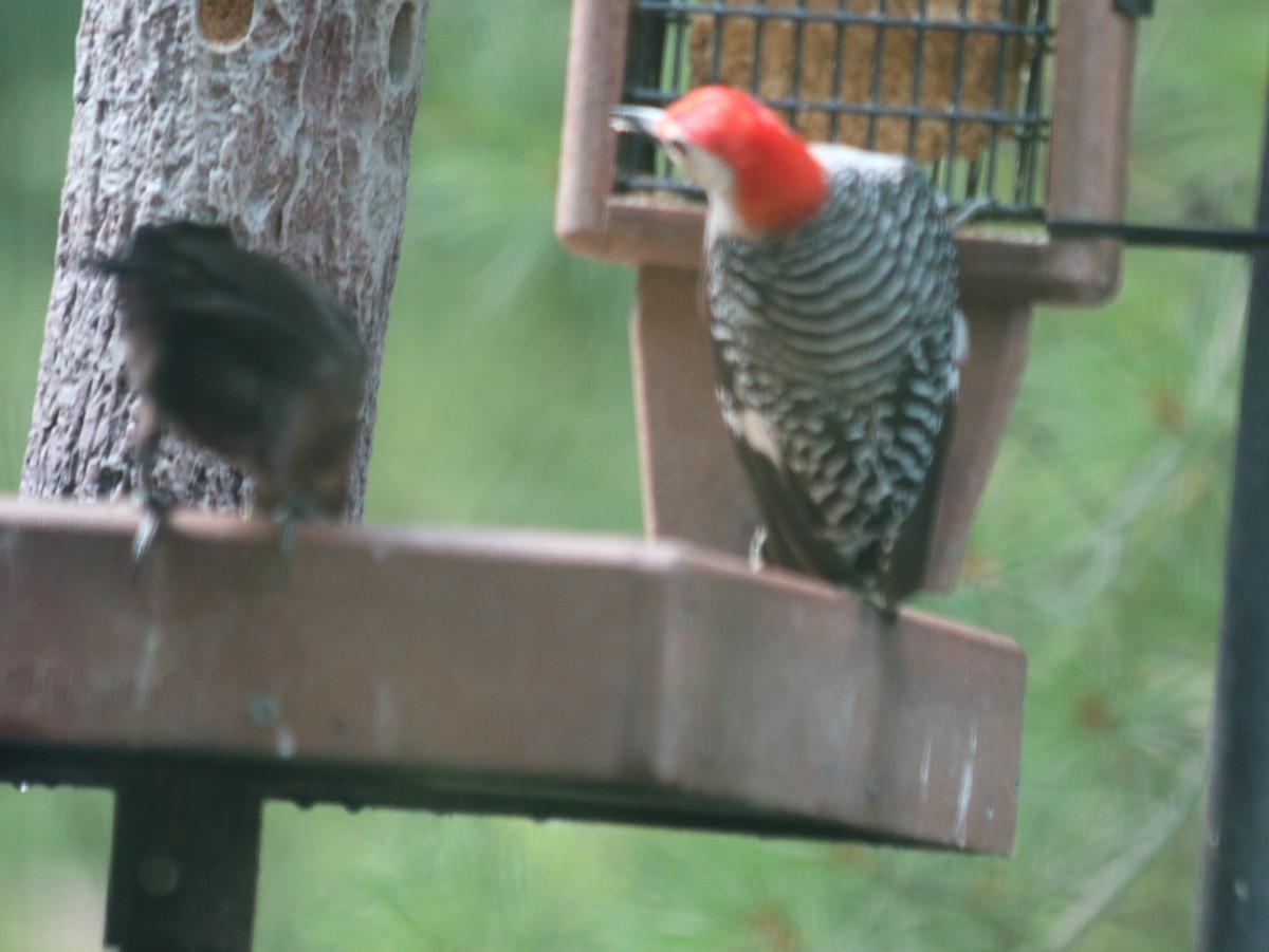 Red-bellied Woodpecker - ML621805713