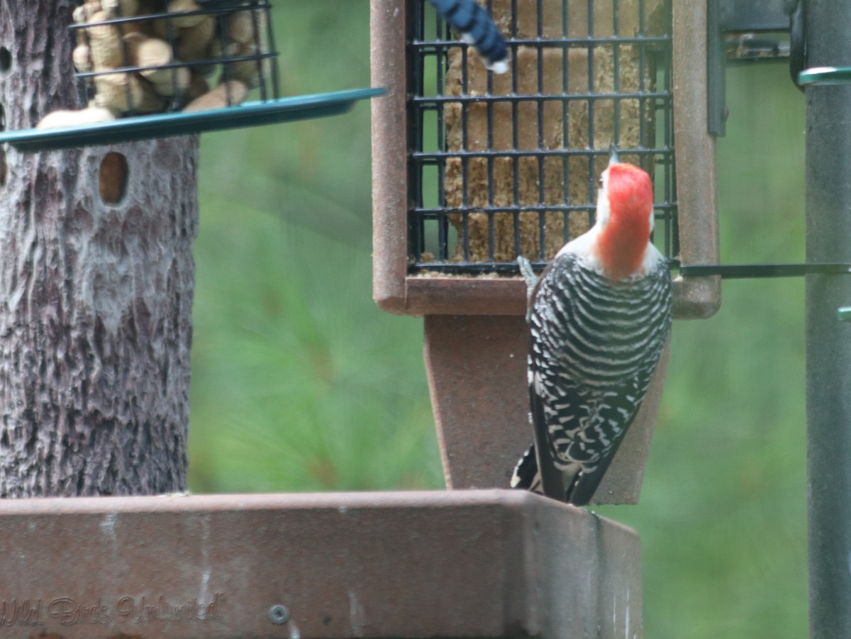 Red-bellied Woodpecker - ML621805714