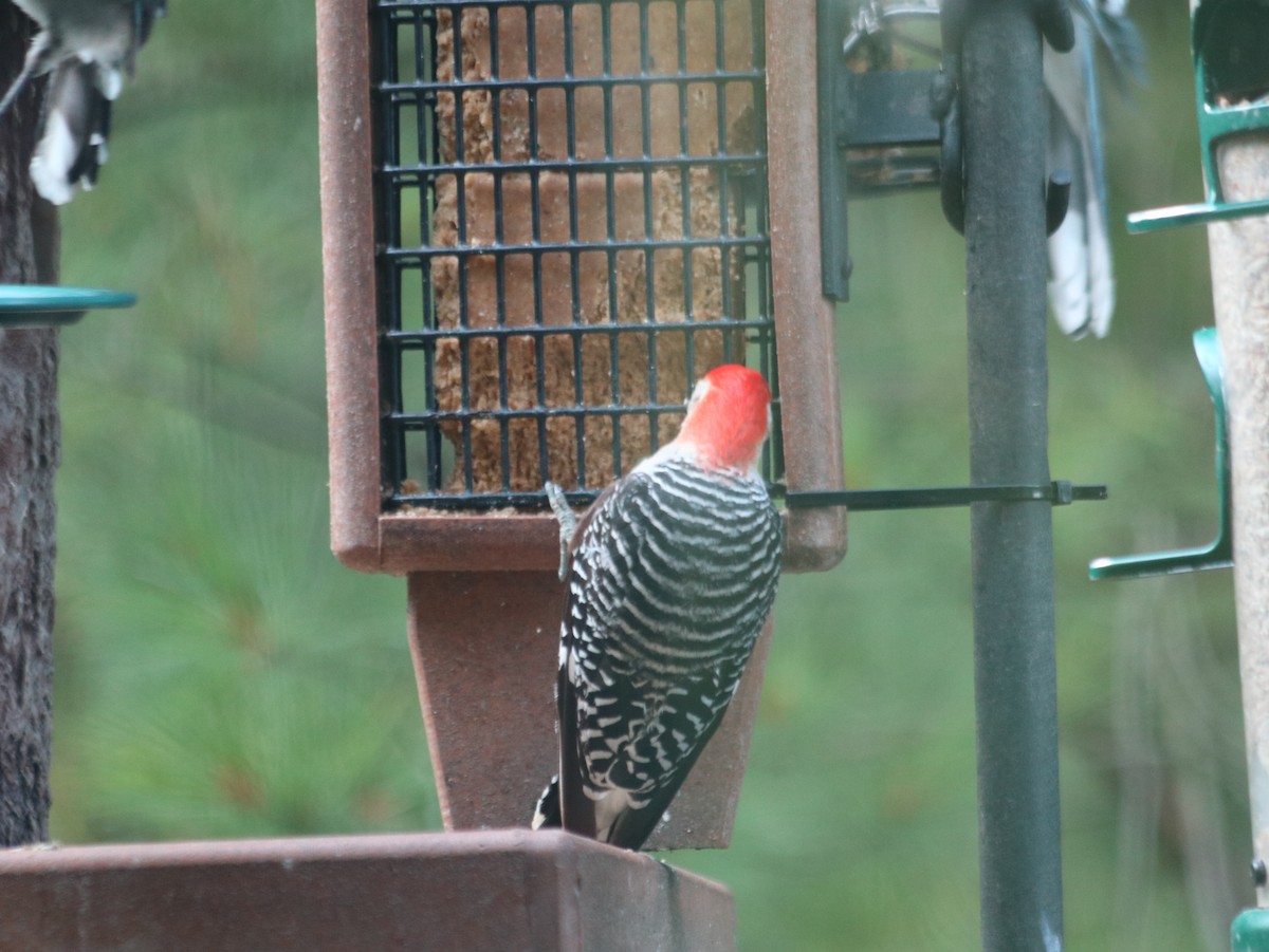 Red-bellied Woodpecker - ML621805715