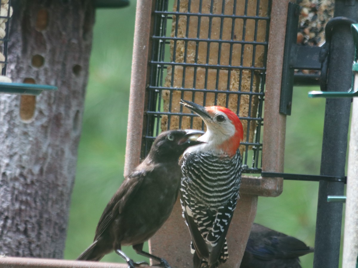 Red-bellied Woodpecker - ML621805716