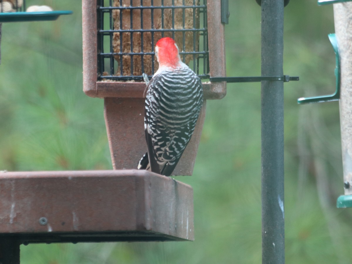 Red-bellied Woodpecker - ML621805717