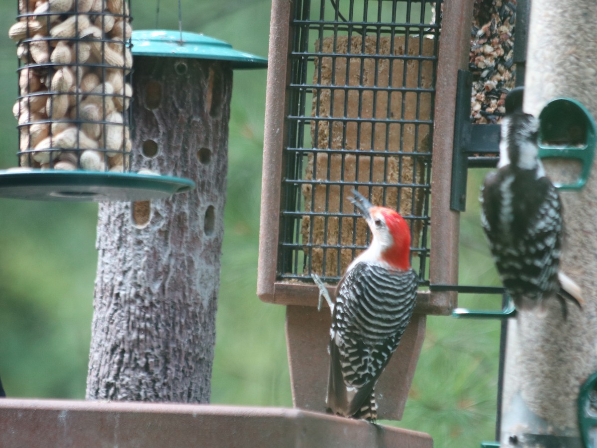 Red-bellied Woodpecker - ML621805718