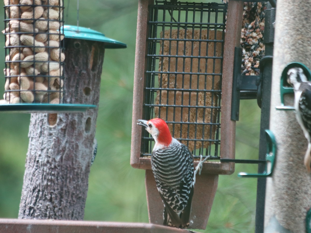 Red-bellied Woodpecker - ML621805719