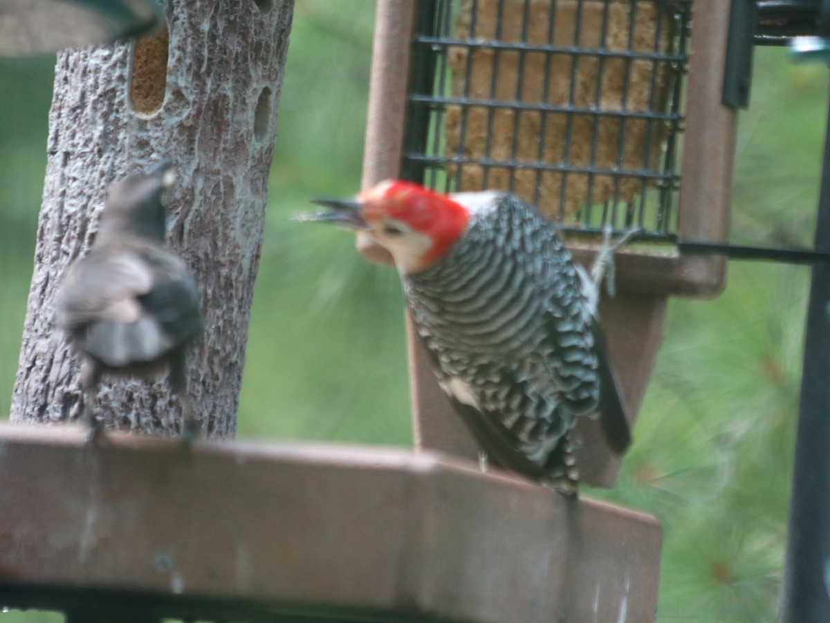 Red-bellied Woodpecker - ML621805720