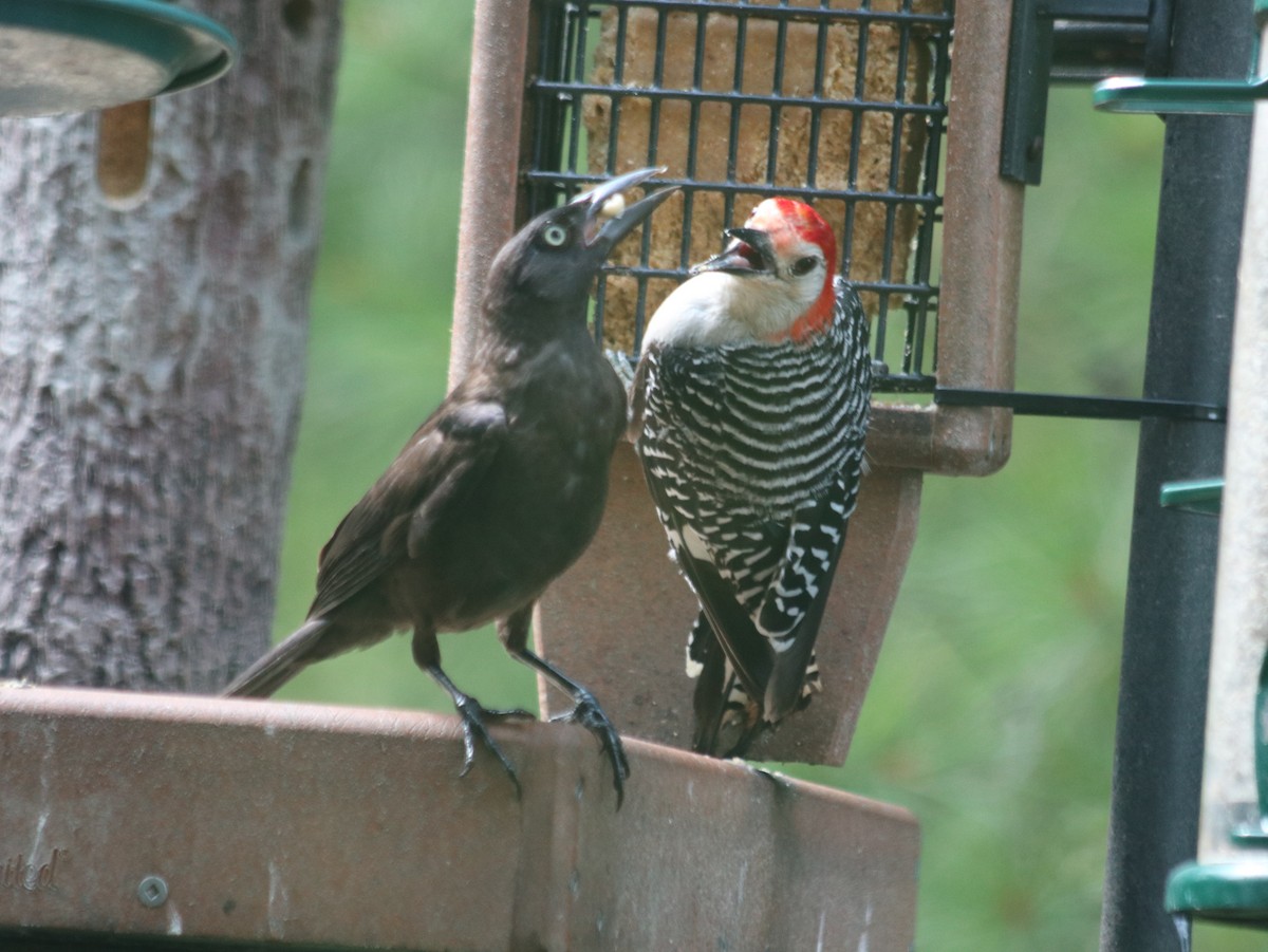 Red-bellied Woodpecker - ML621805721