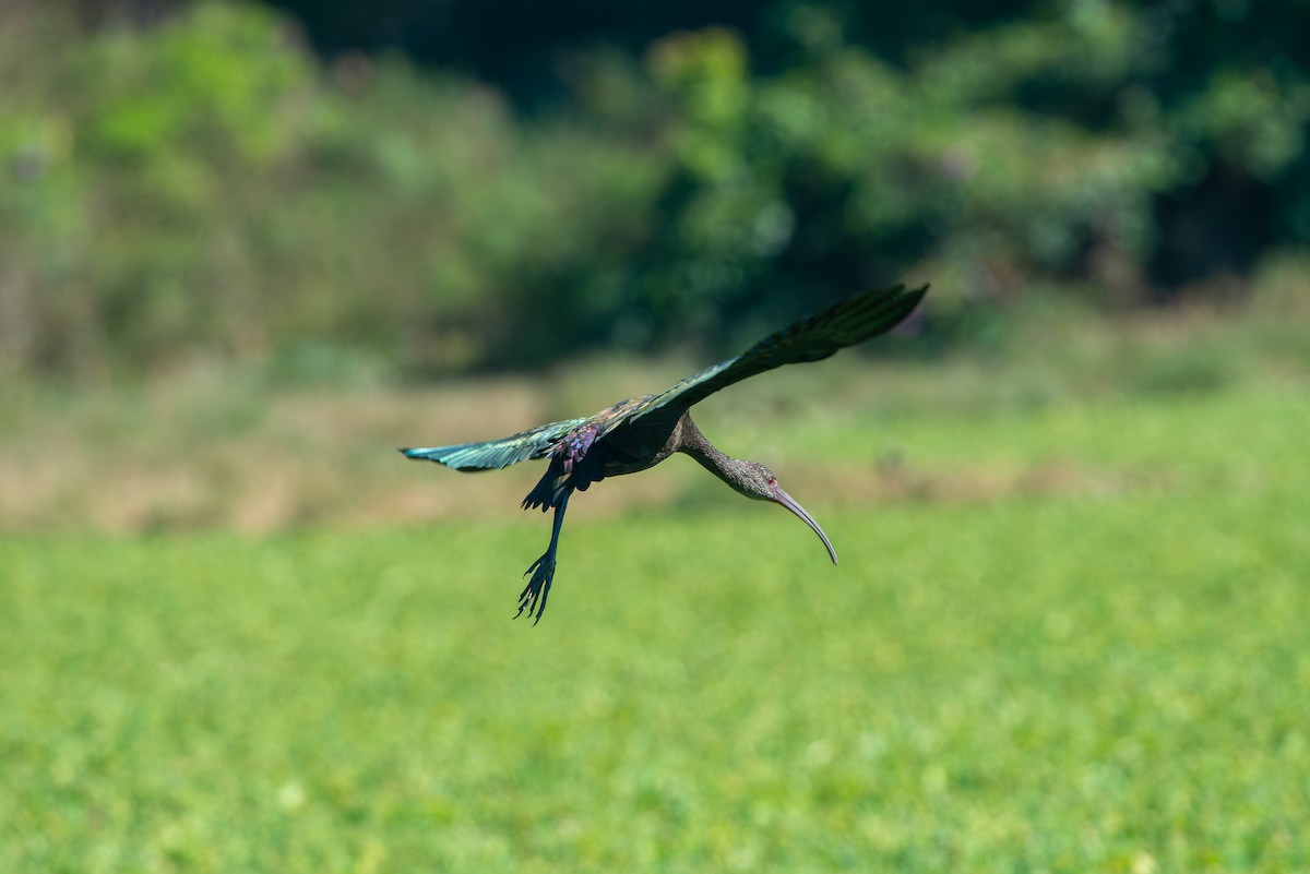 White-faced Ibis - ML621805736