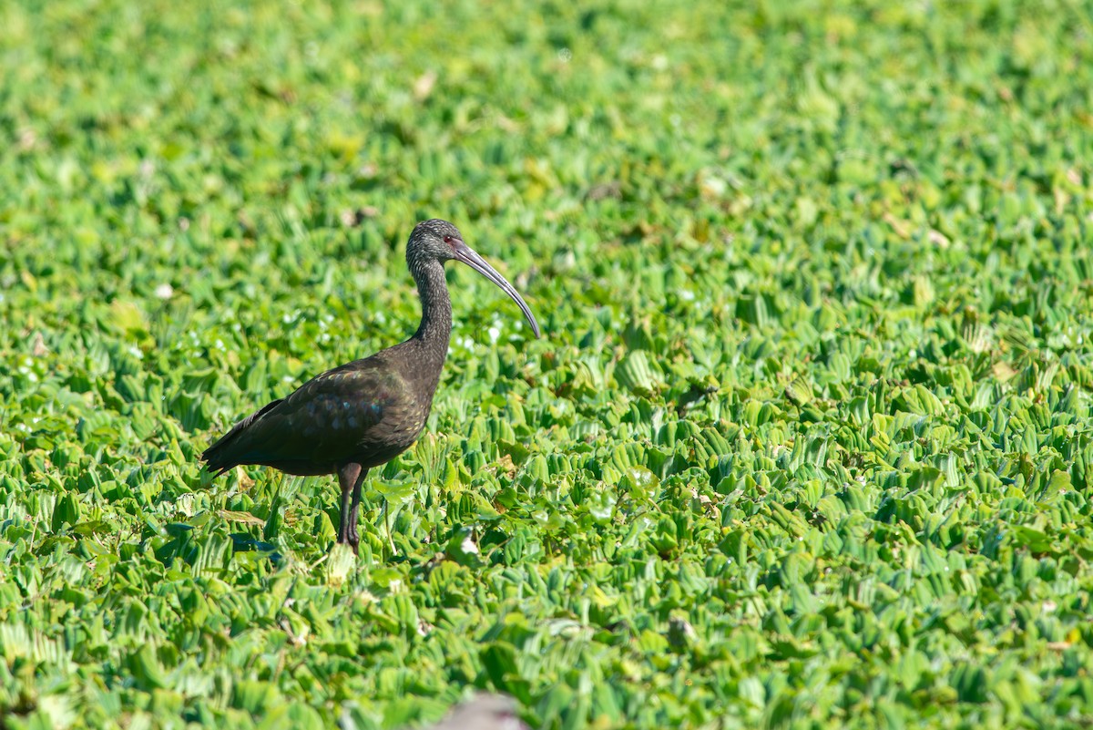 White-faced Ibis - ML621805737