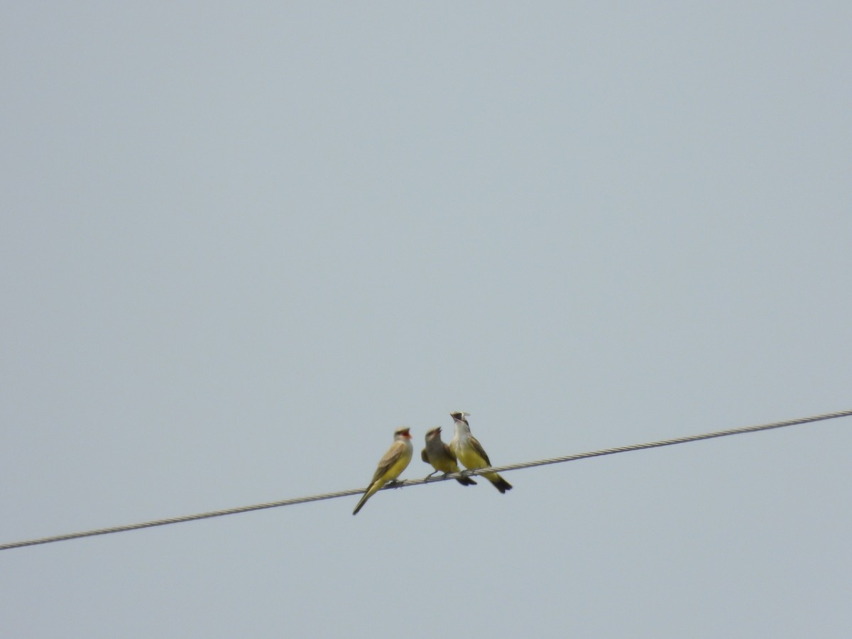 Western Kingbird - ML621805742