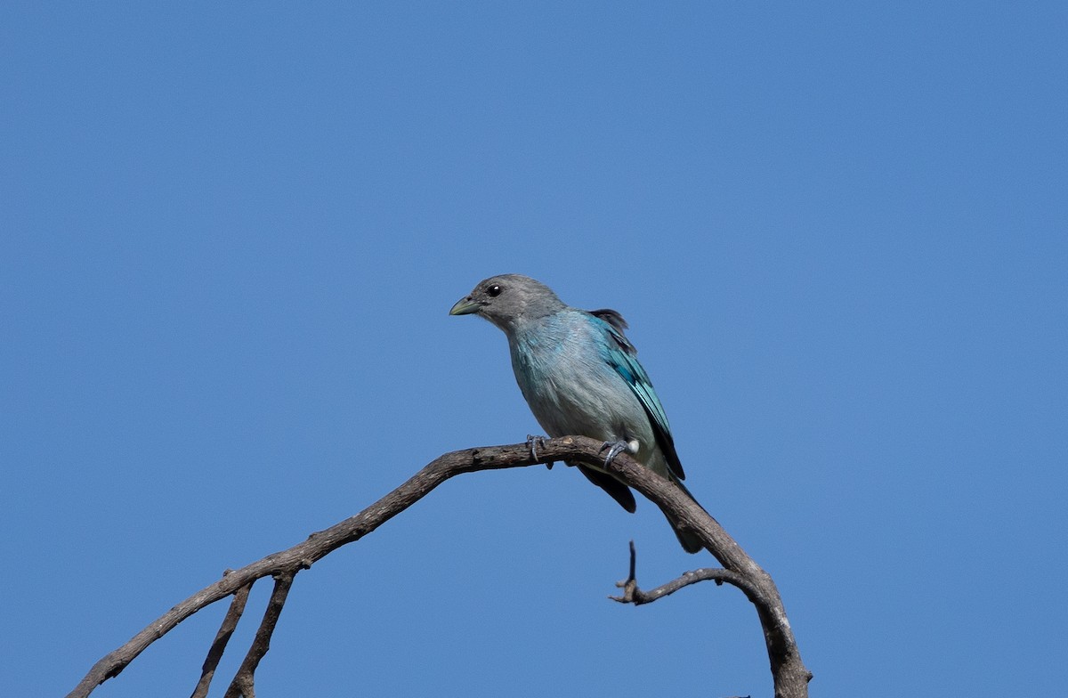 Glaucous Tanager - ML621805747