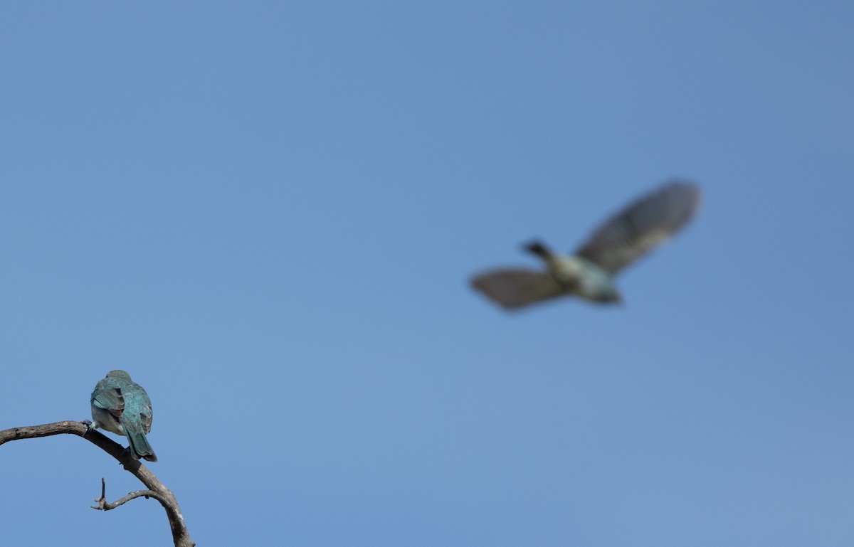 Glaucous Tanager - ML621805748