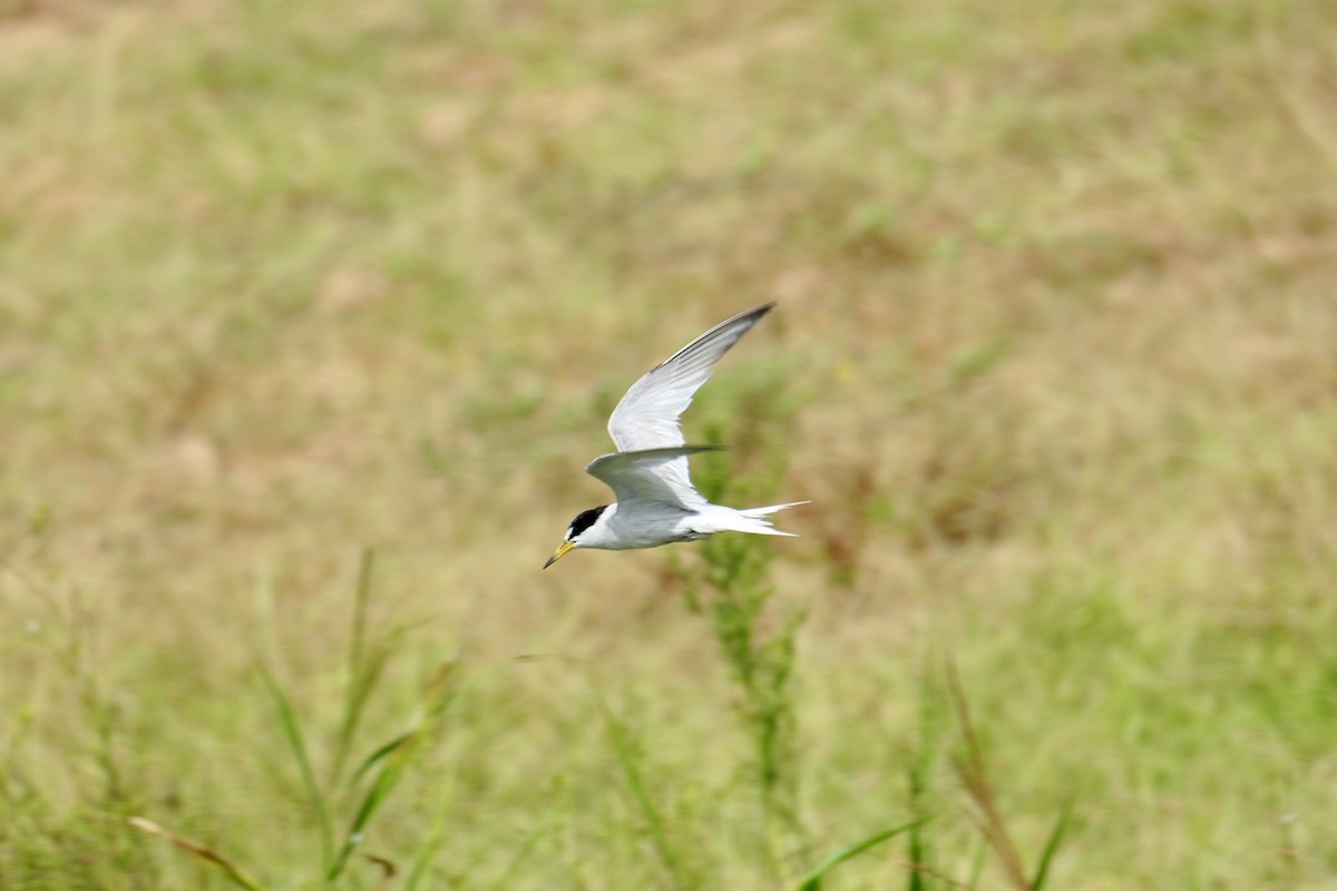 小燕鷗 - ML621805822