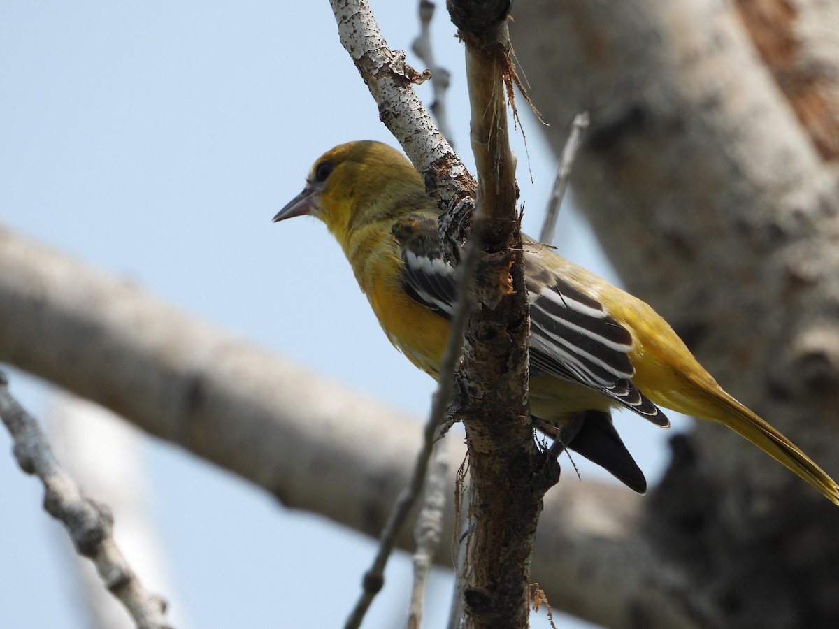 Baltimore Oriole - ML621805836