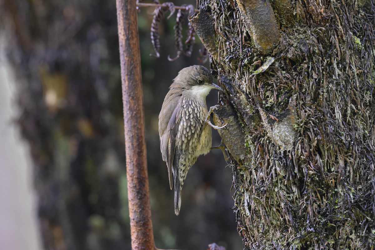 White-throated Treecreeper - Mike Hooper