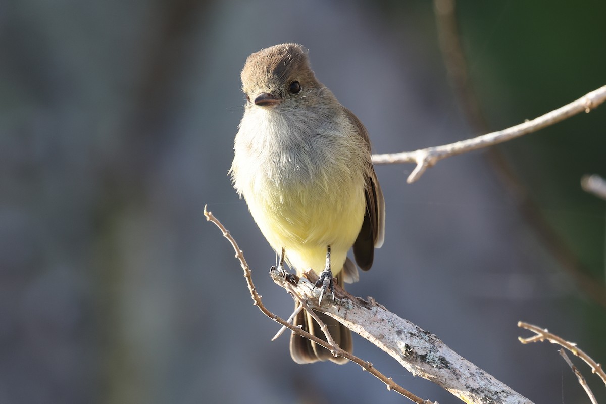 Galapagos Flycatcher - Ian Thompson